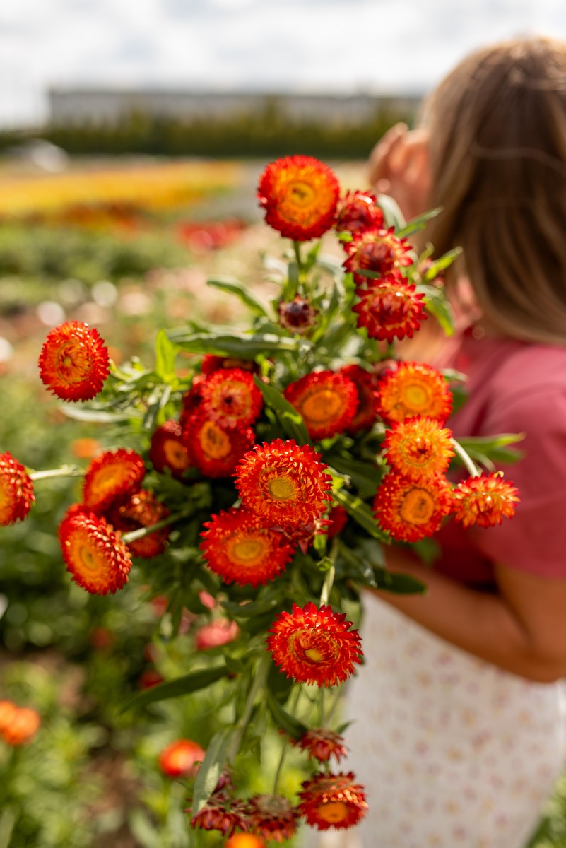 pomarańczowe kocanki w bukiecie